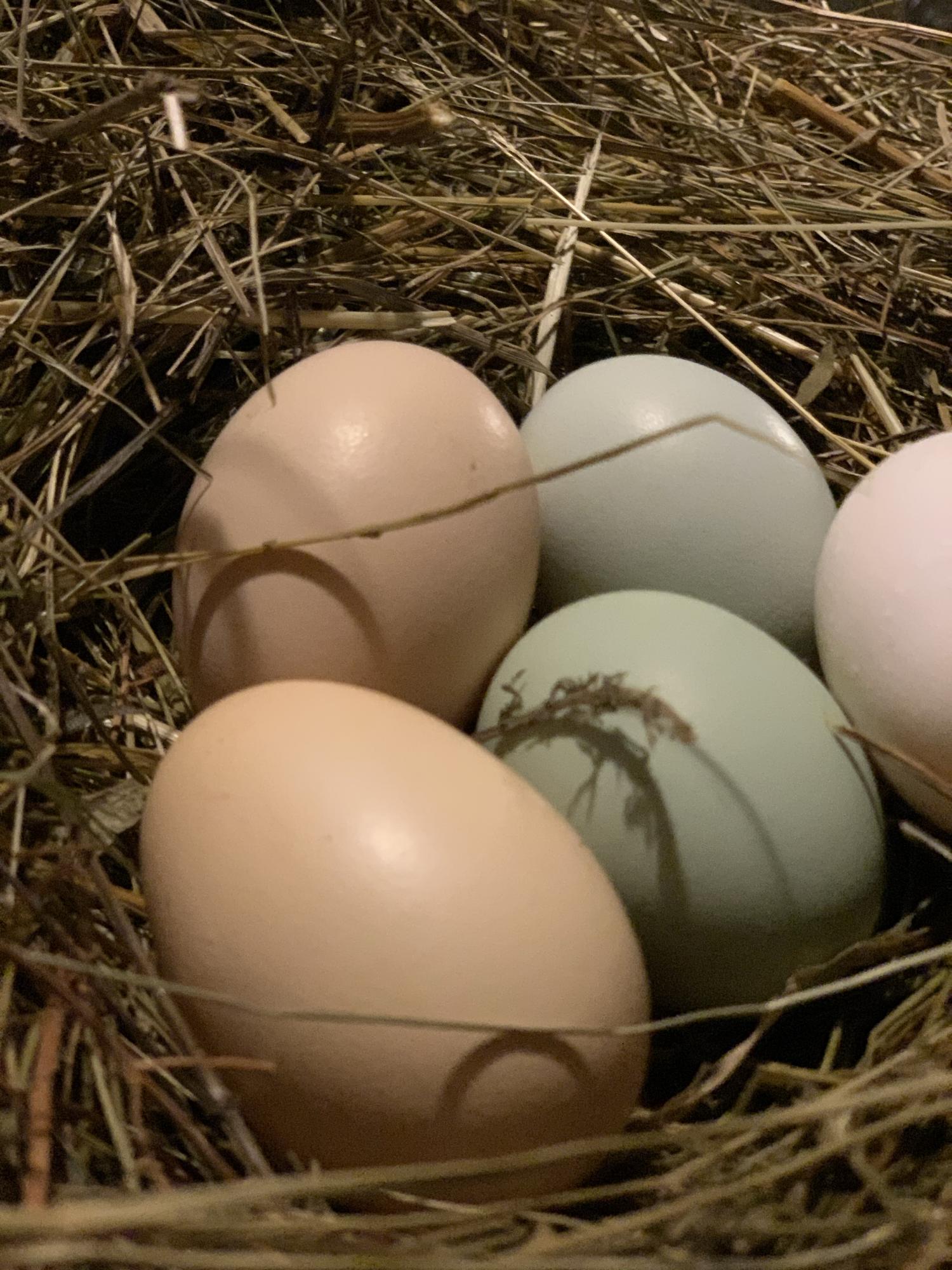 Продам инкубационное яйцо кур, породы Амераукан. - фотография № 1
