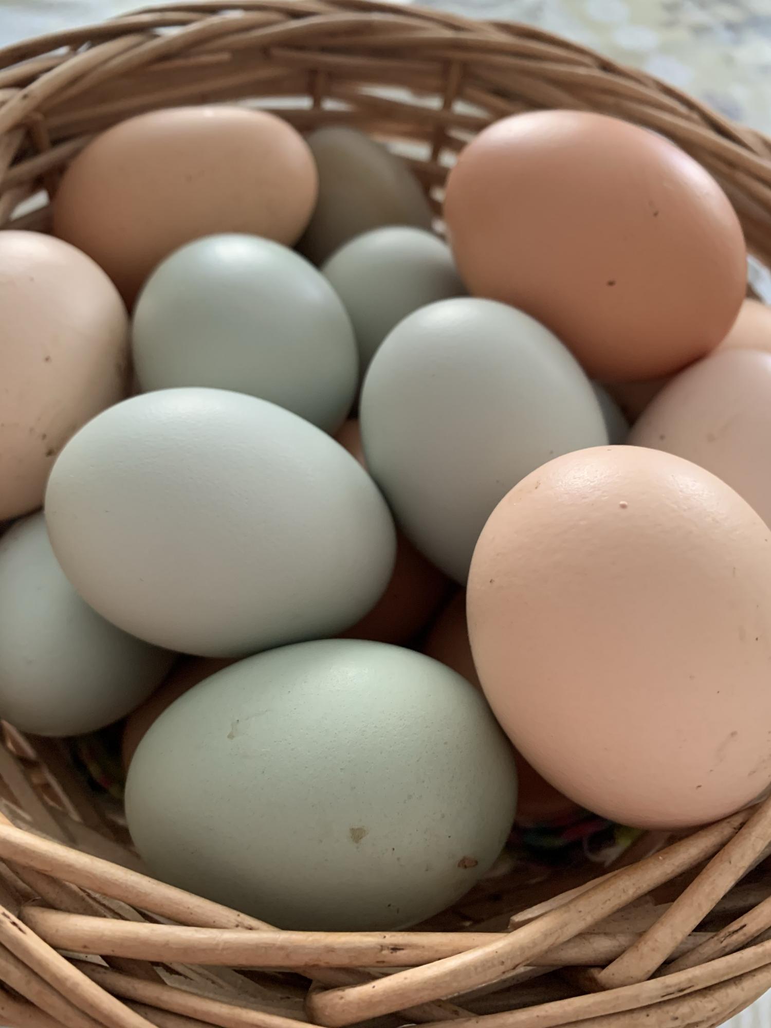 Продам инкубационное яйцо кур, породы Амераукан. - фотография № 2