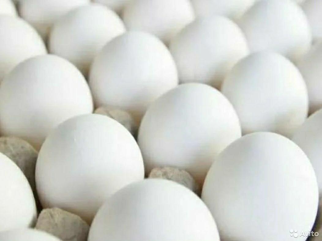 Яйцо на инкубацию Леггорн белый