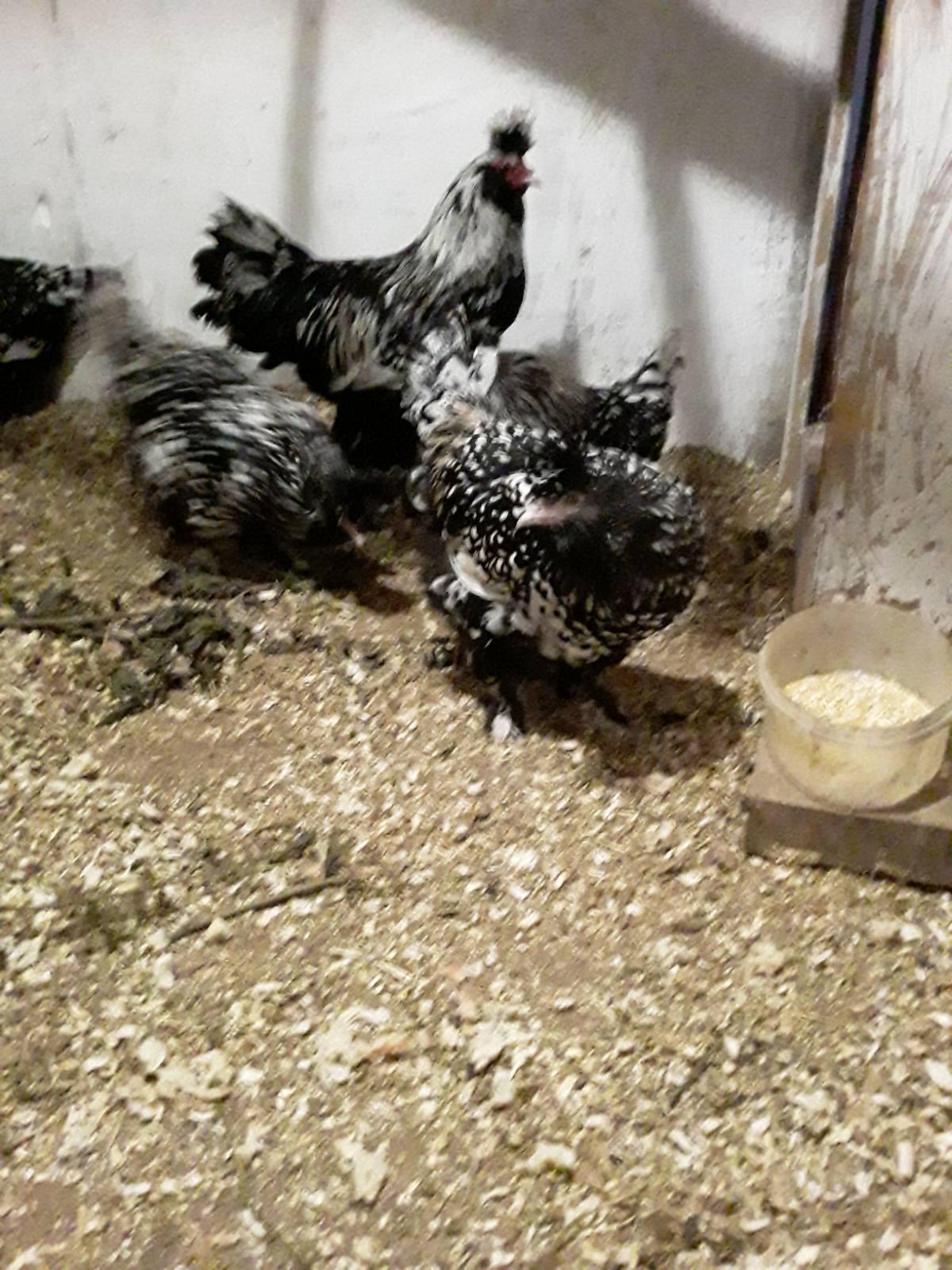 Молодые петухи, инкубационное яйцо , цыплята - фотография № 8