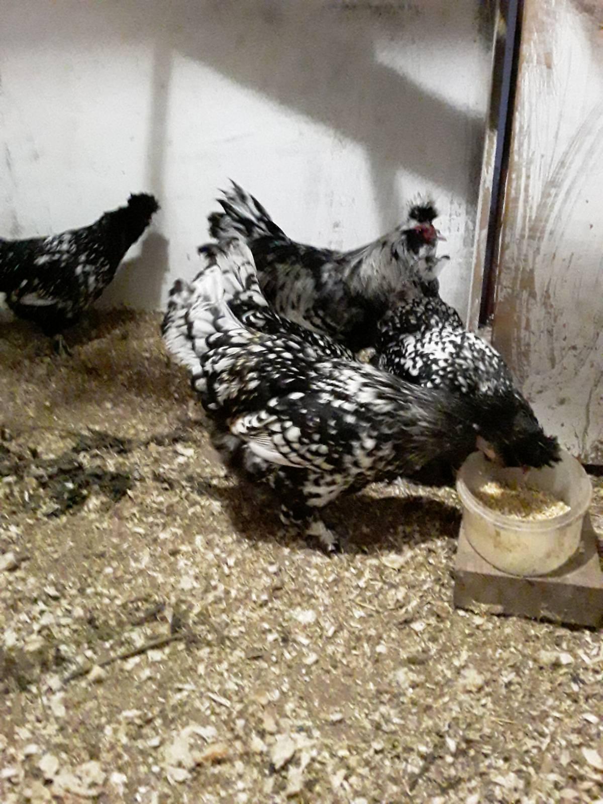 Молодые петухи, инкубационное яйцо , цыплята - фотография № 9