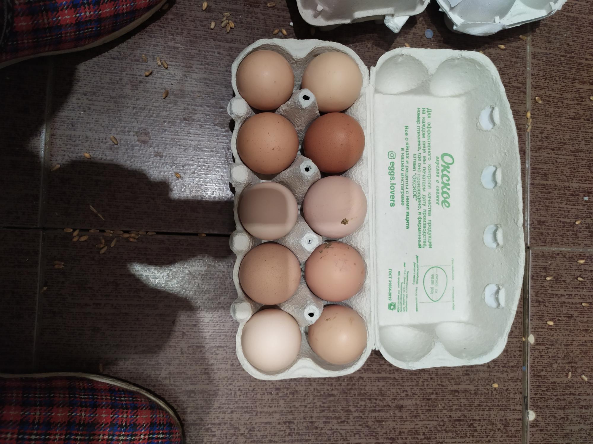 Инкубационое яйцо - фотография № 1