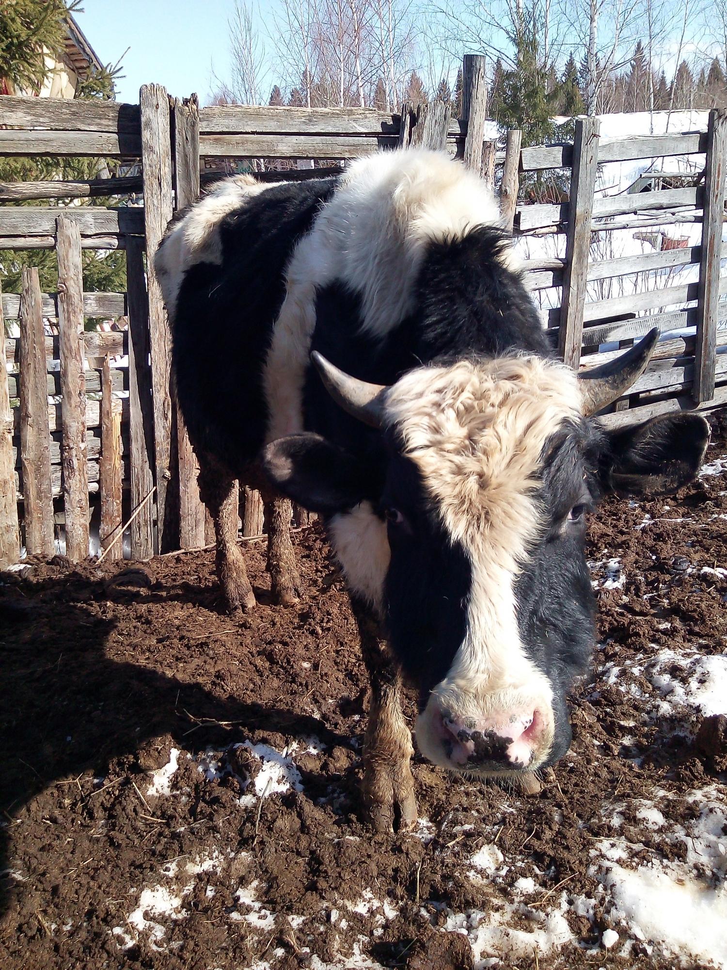 Коровы с тёлками около Перми - фотография № 2