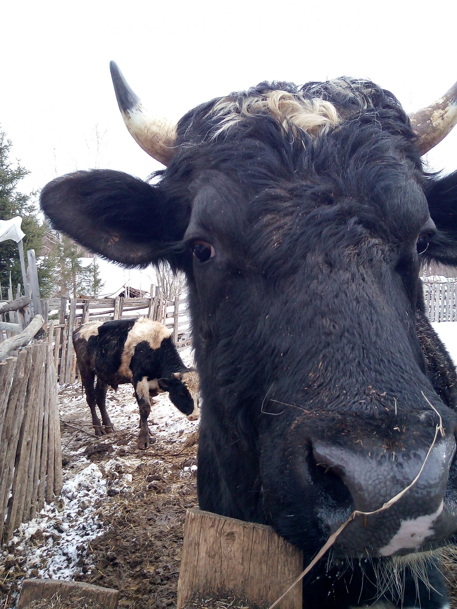 Коровы с тёлками около Перми - фотография № 3