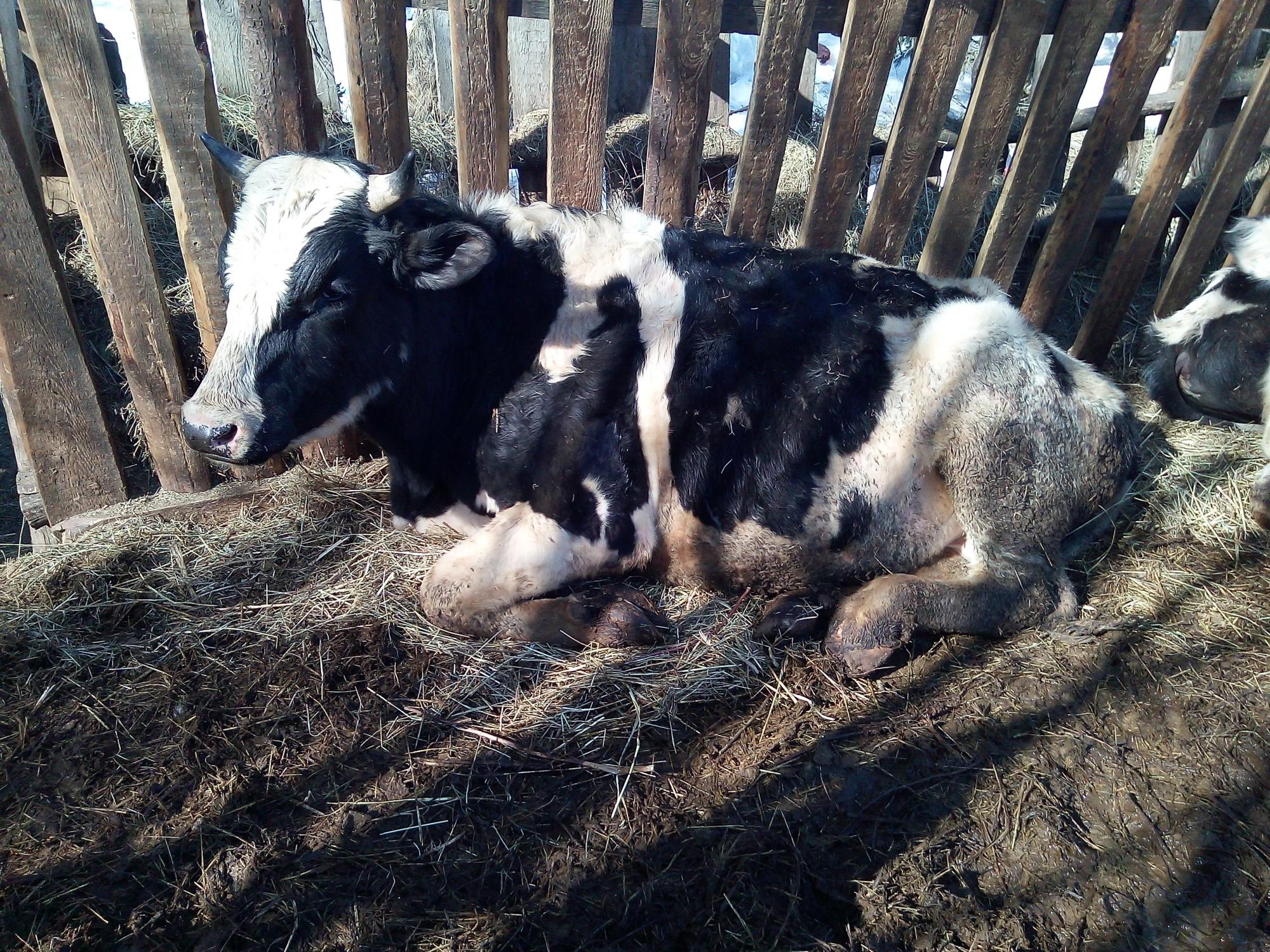 Коровы с тёлками около Перми - фотография № 4