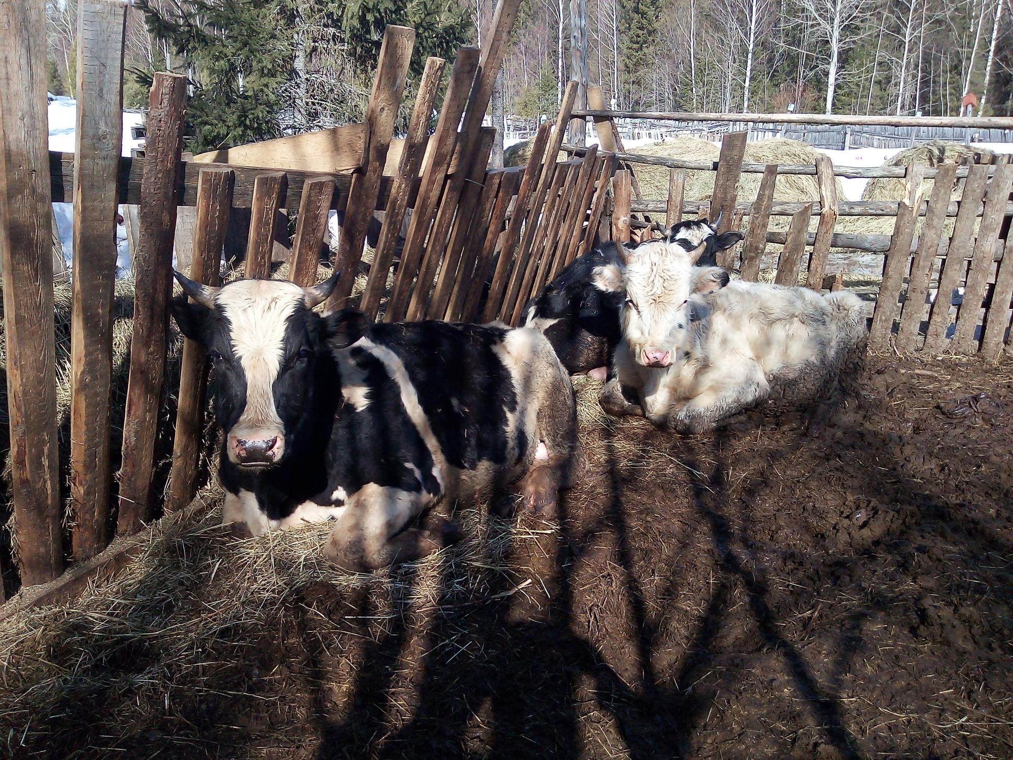 Коровы с тёлками около Перми - фотография № 5
