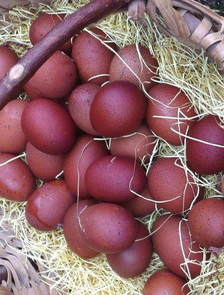 Яйцо порода Маран - фотография № 1