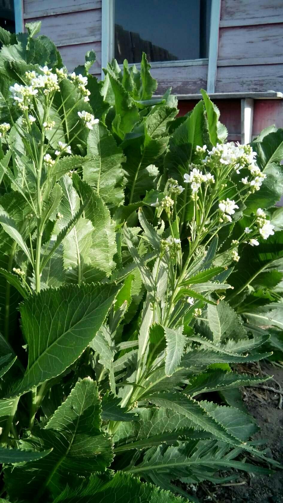 Купить Семена Хрена Для Посадки