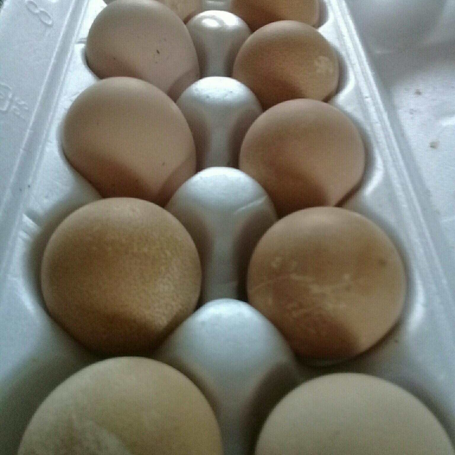 Яйцо инкубационное - фотография № 2