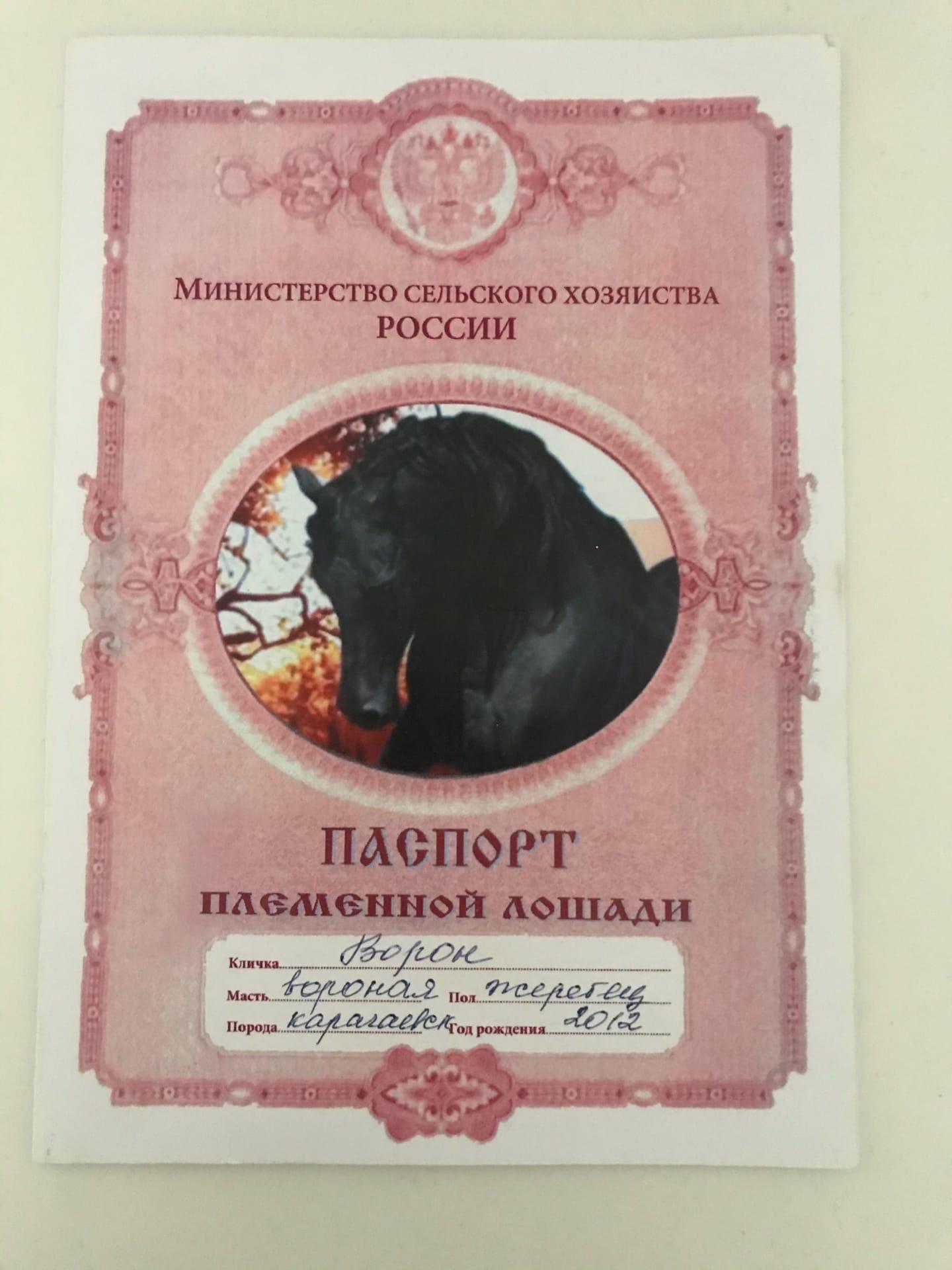 Карачаевский жеребец, случка - фотография № 3