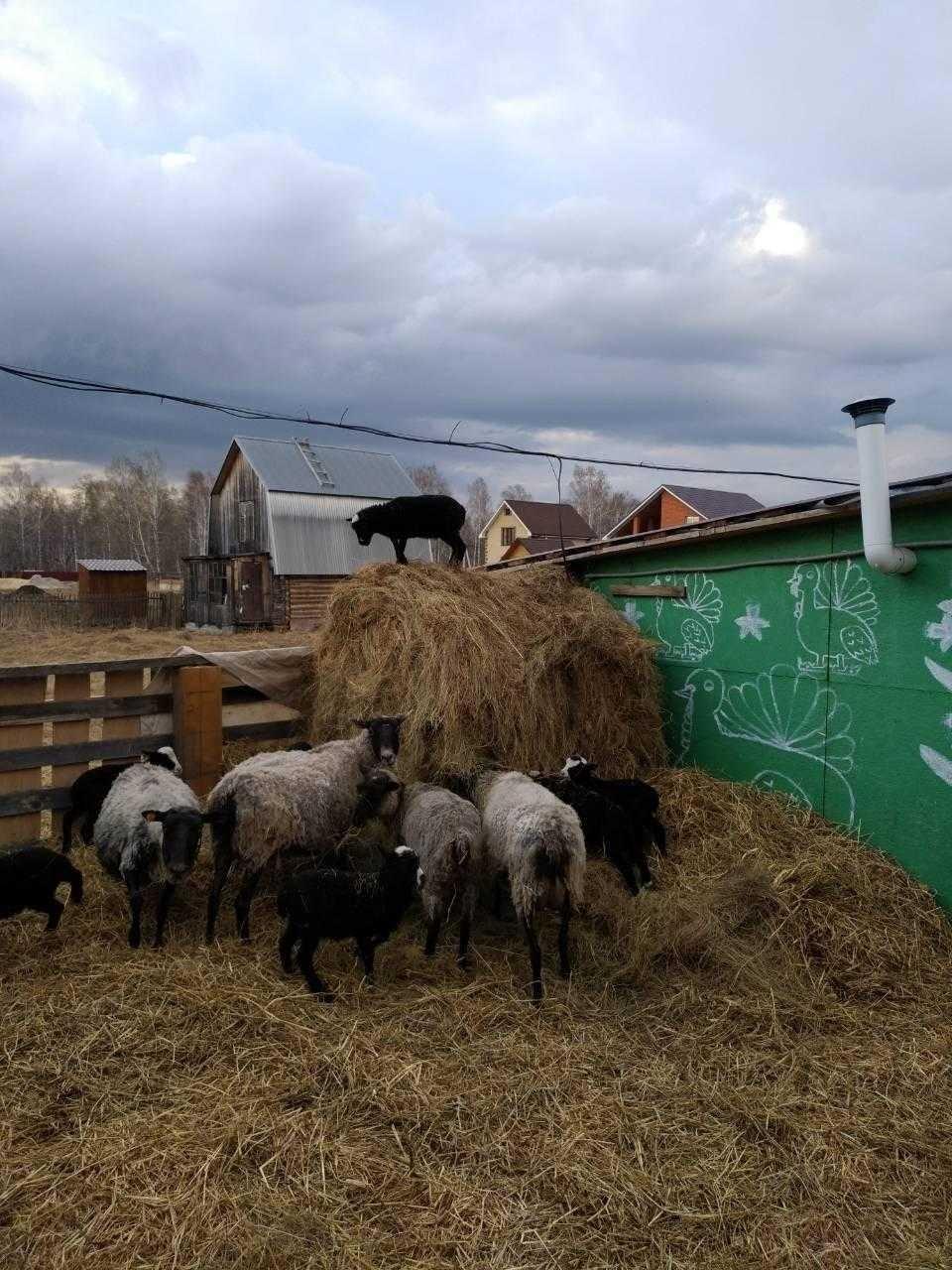 Овцы романовской породы. - фотография № 2