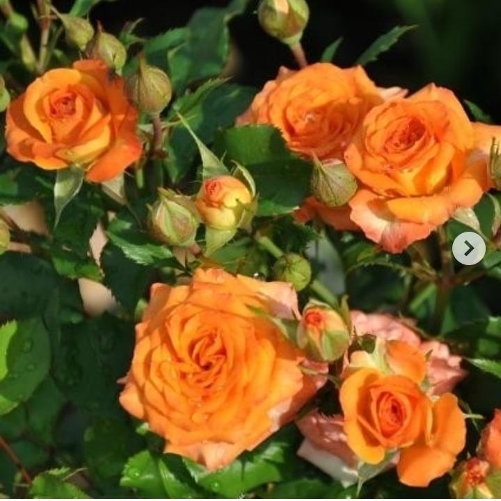 Сортовые садовые Розы