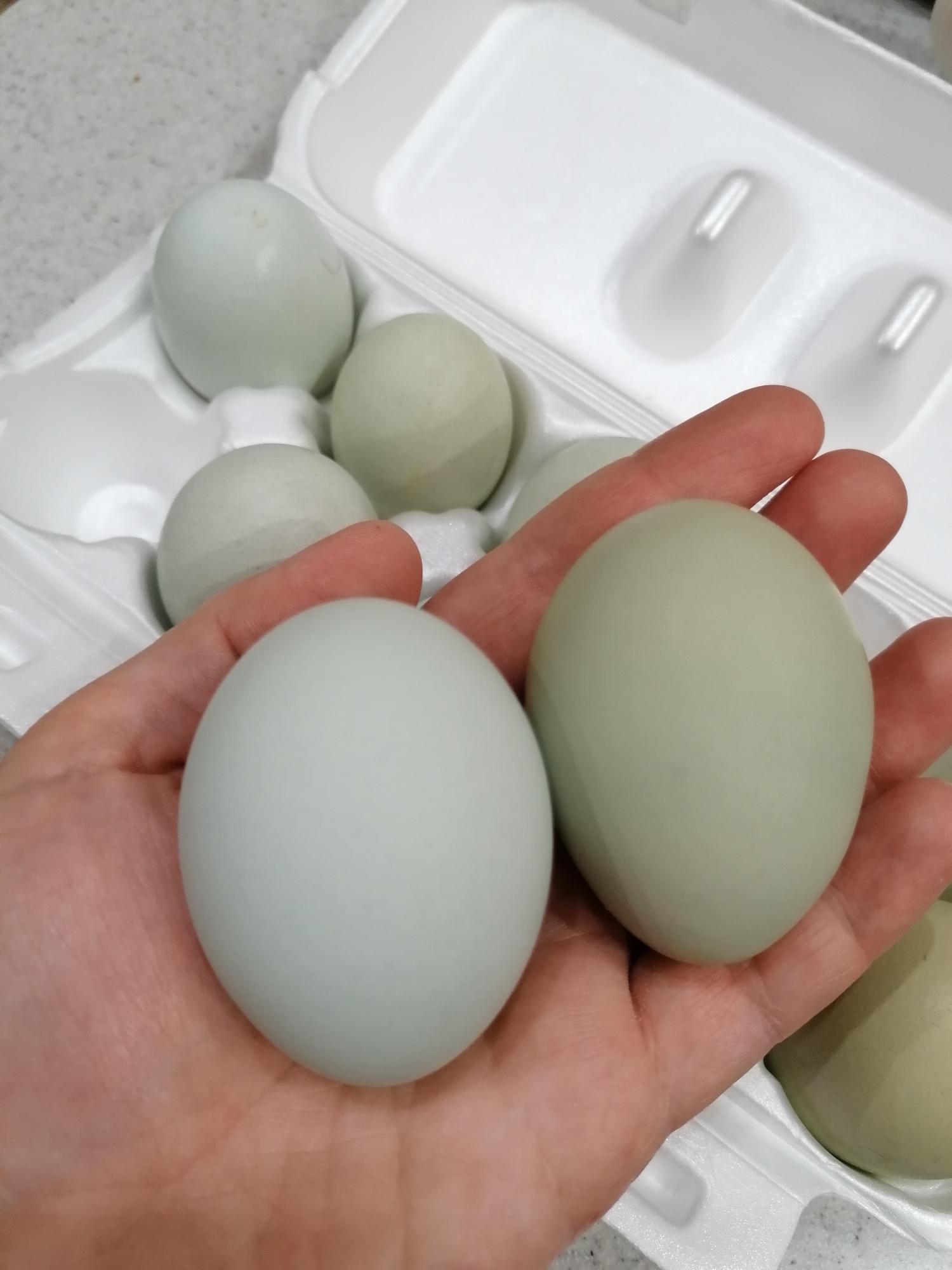 Яйцо на инкубацию - фотография № 2