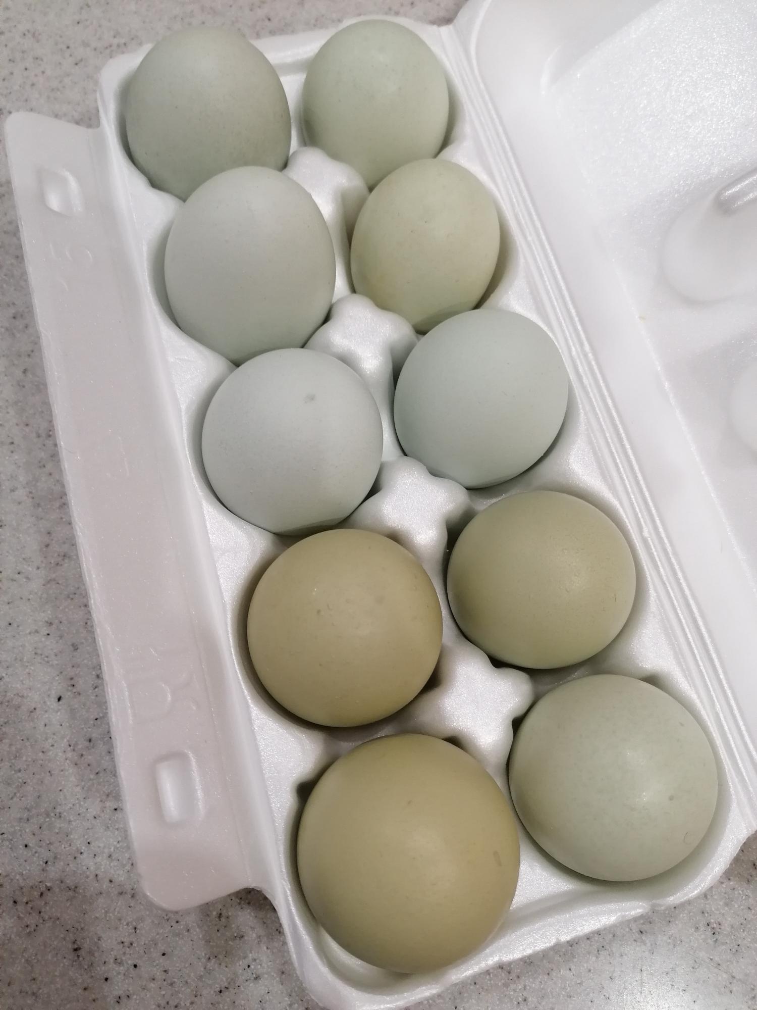 Яйцо на инкубацию - фотография № 3