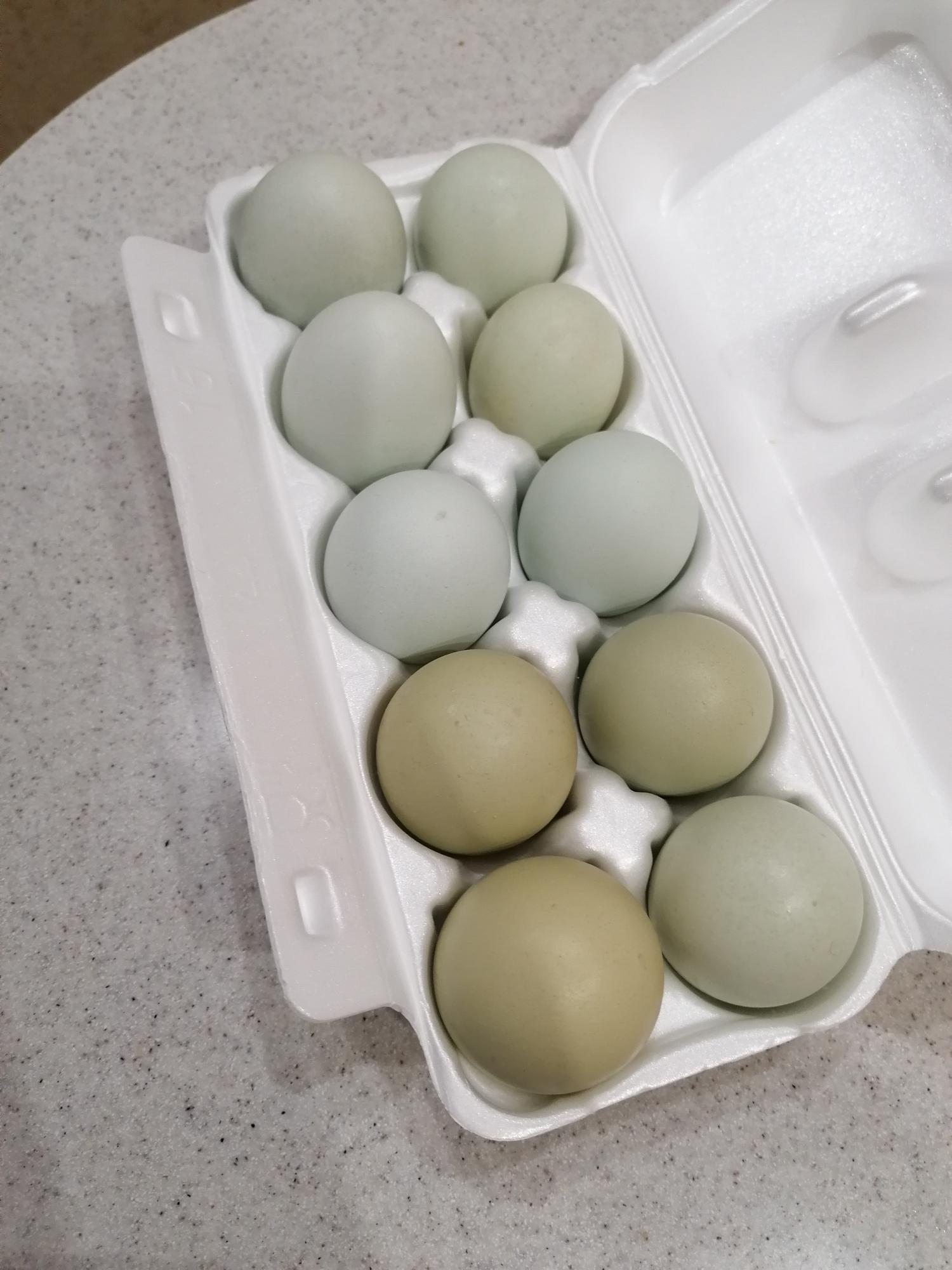 Яйцо на инкубацию - фотография № 4