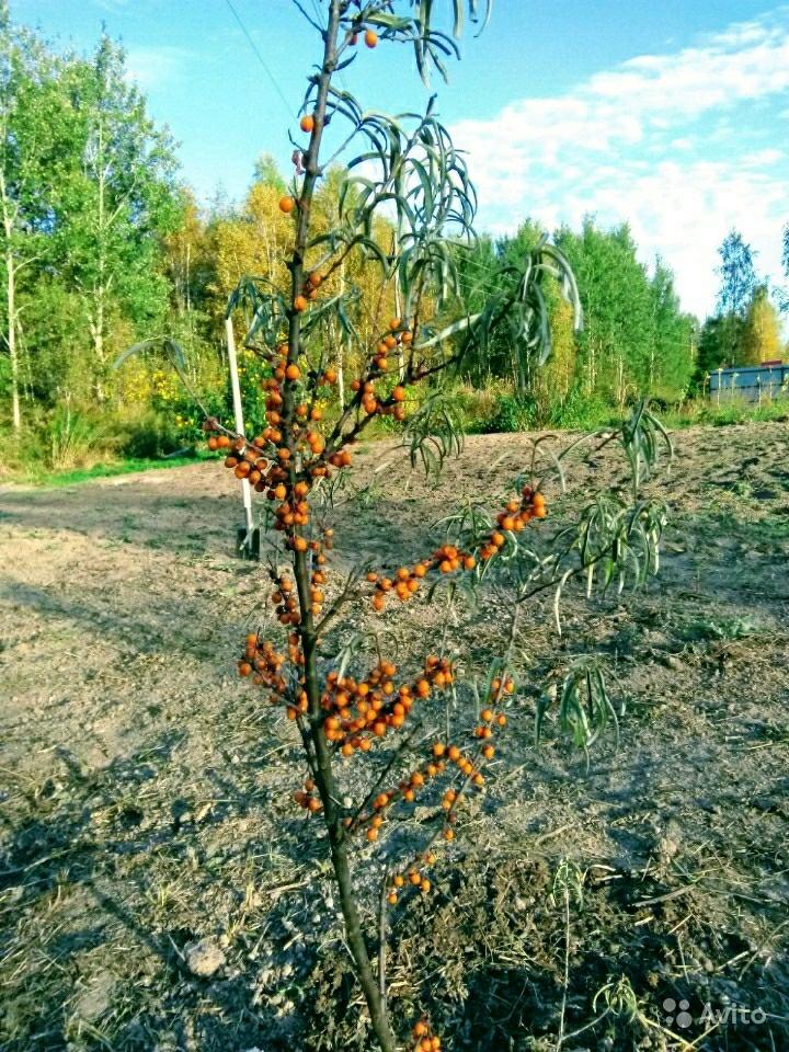 Леруа Москва Каталог Облепихи Купить