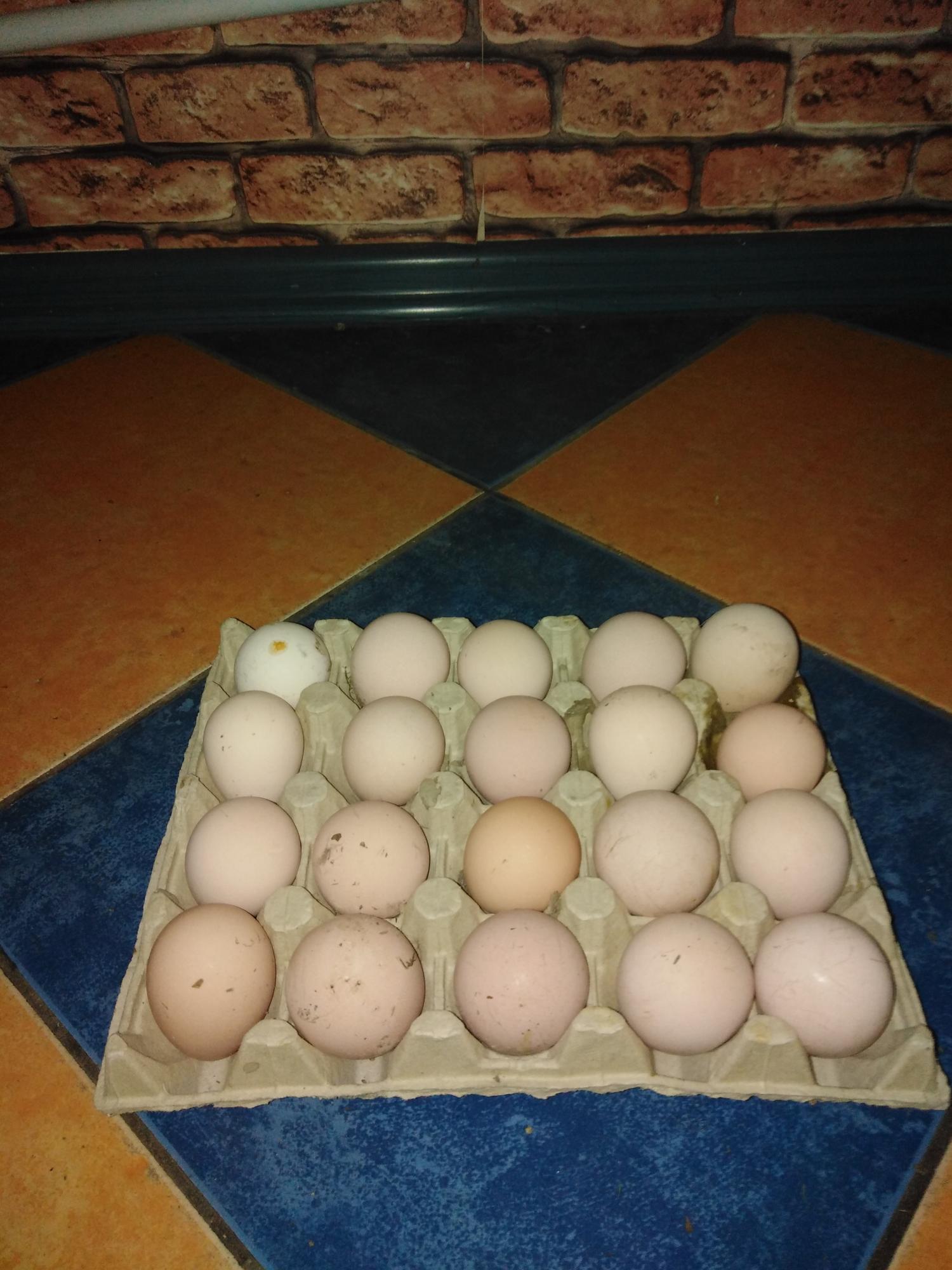 Яйца цесарки - фотография № 1