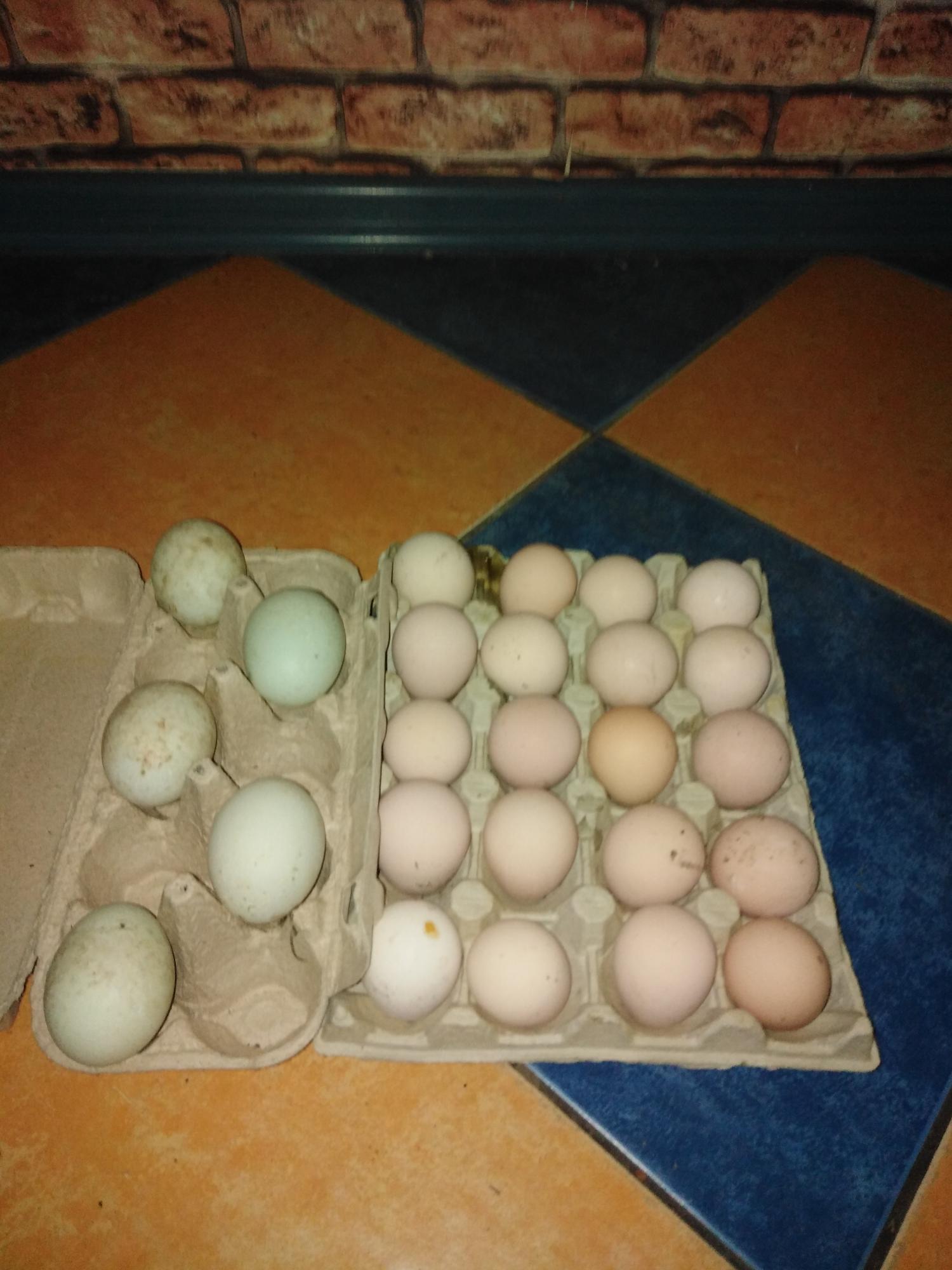 Яйца цесарки - фотография № 2