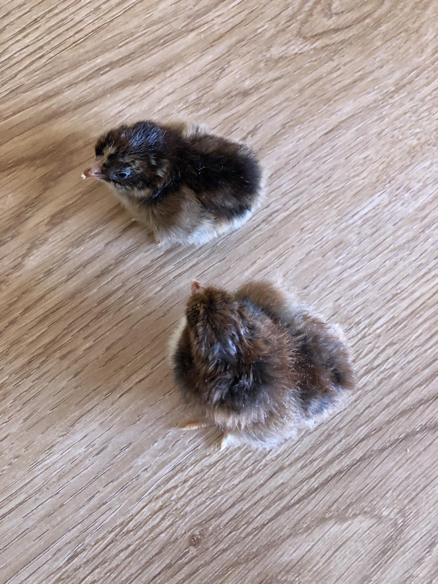 Цыплята несушки 2 месяца