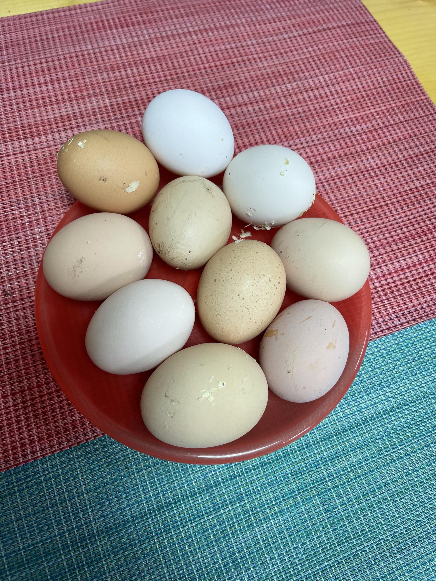 Яйцо для инкубации - фотография № 1