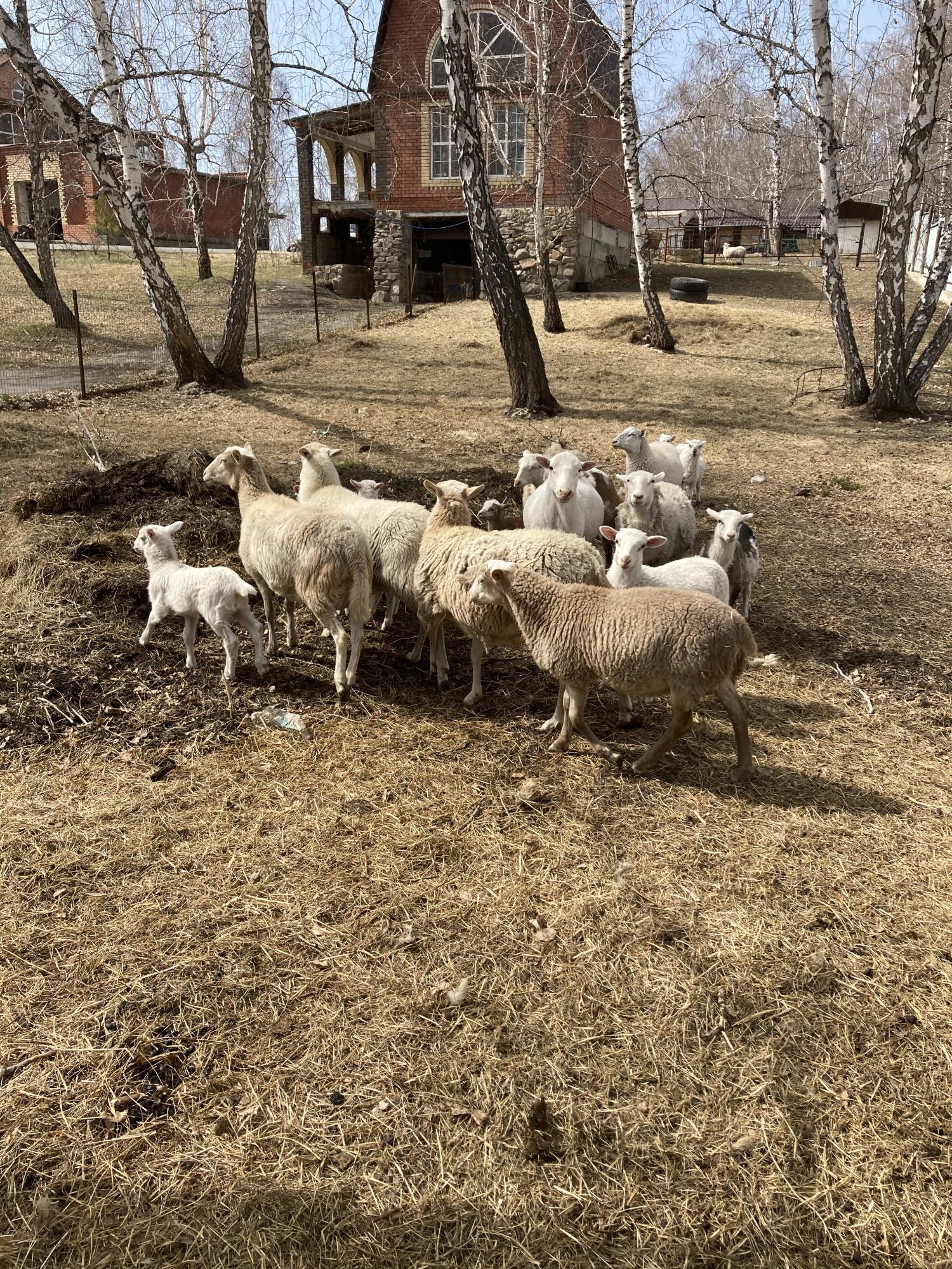 Катумские бараны и овцы - фотография № 3