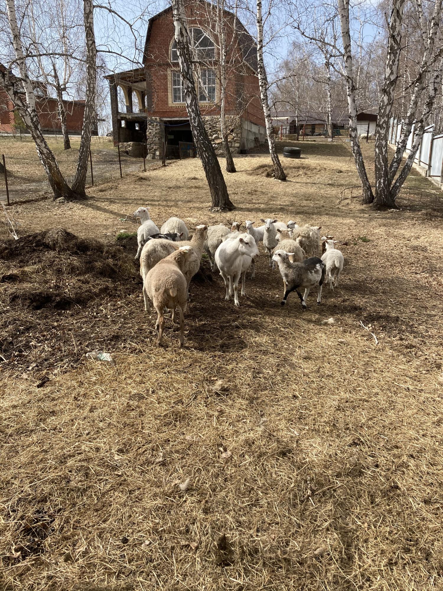 Катумские бараны и овцы - фотография № 1