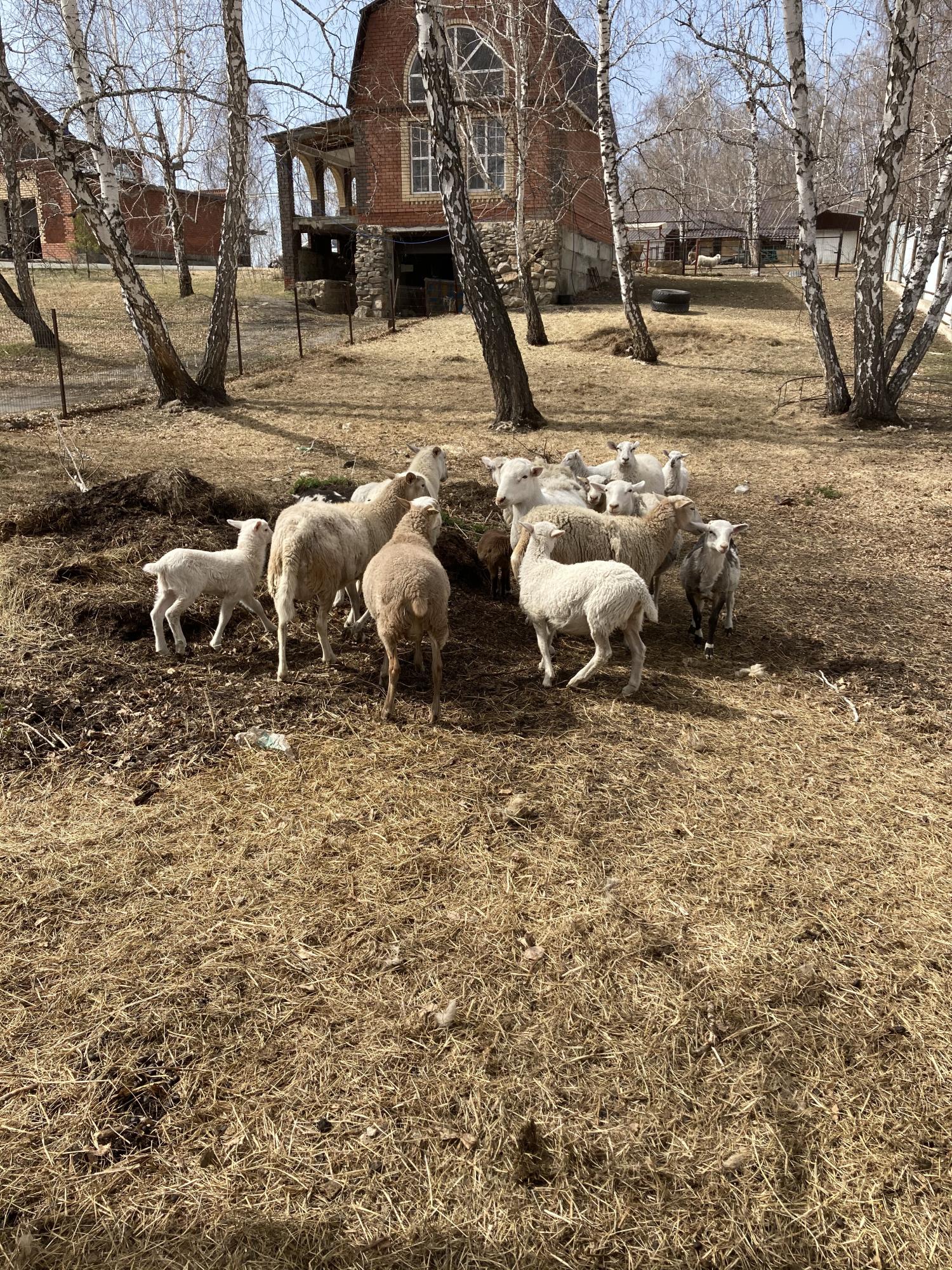 Катумские бараны и овцы - фотография № 2
