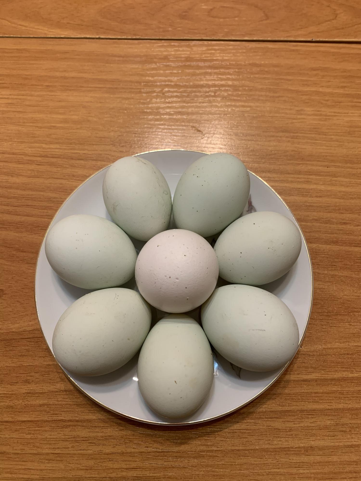 Голубое, инкубационное яйцо кур породы Легбар