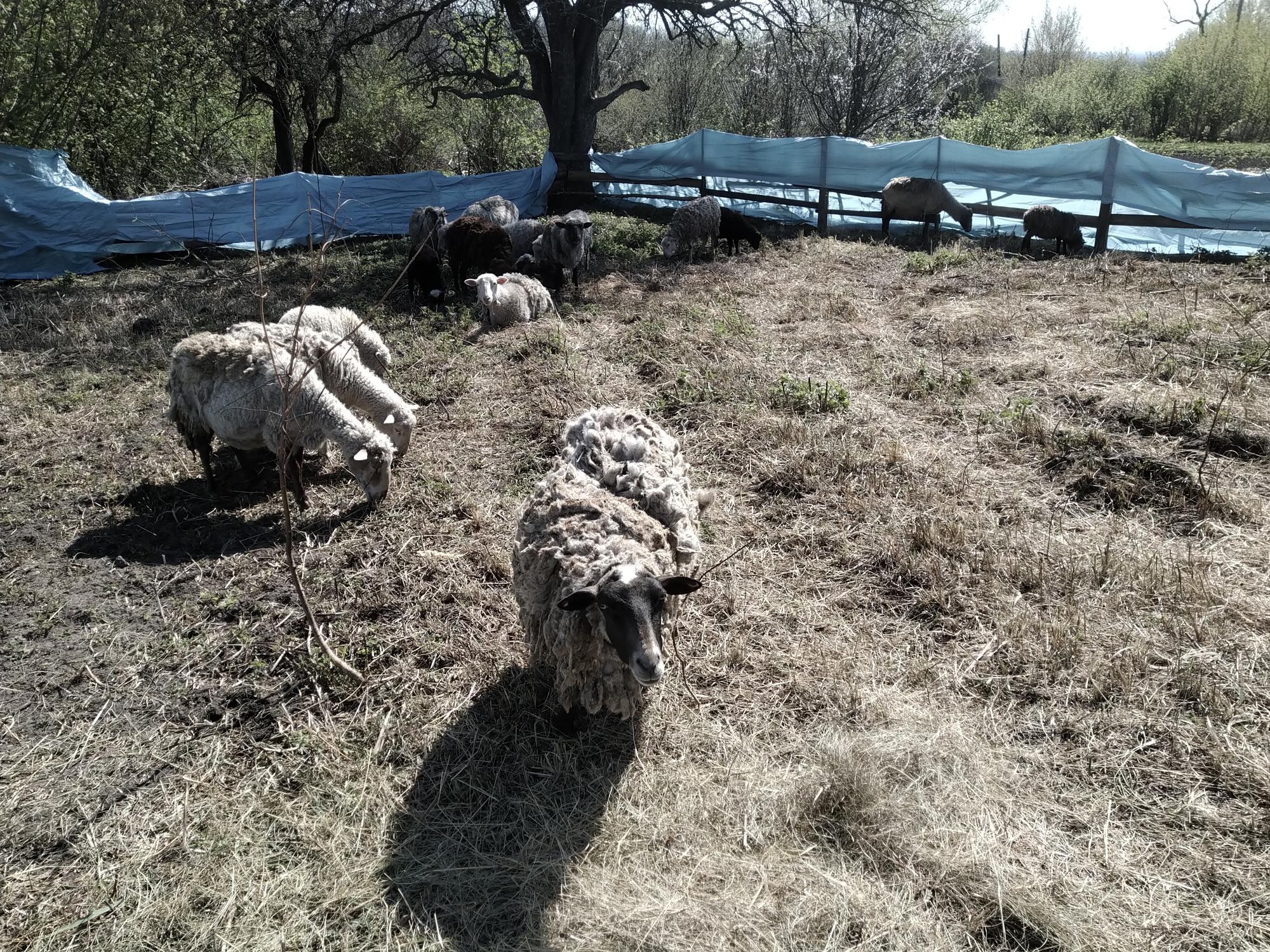 Стадо овец - фотография № 3