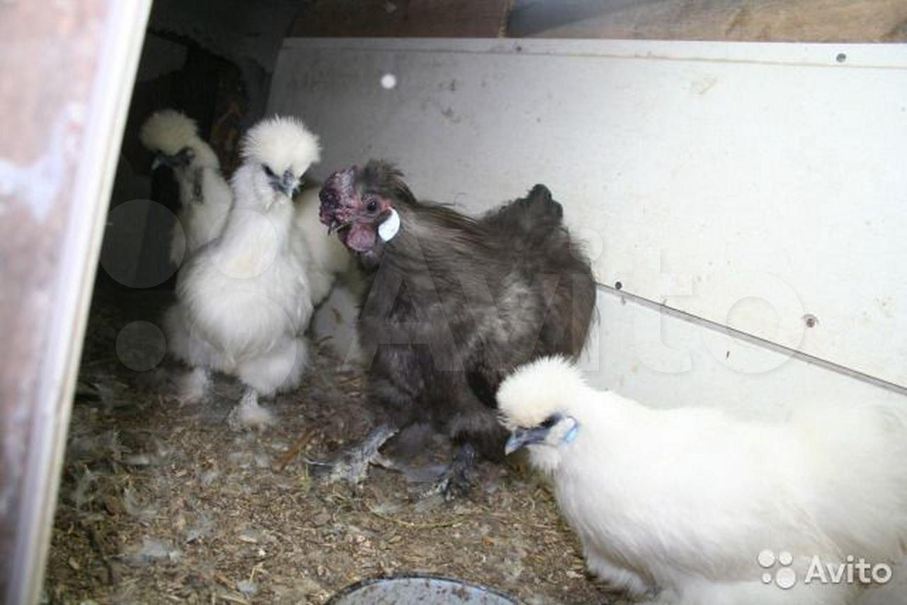 Цыплята КША и голландская белохохлая. - фотография № 1