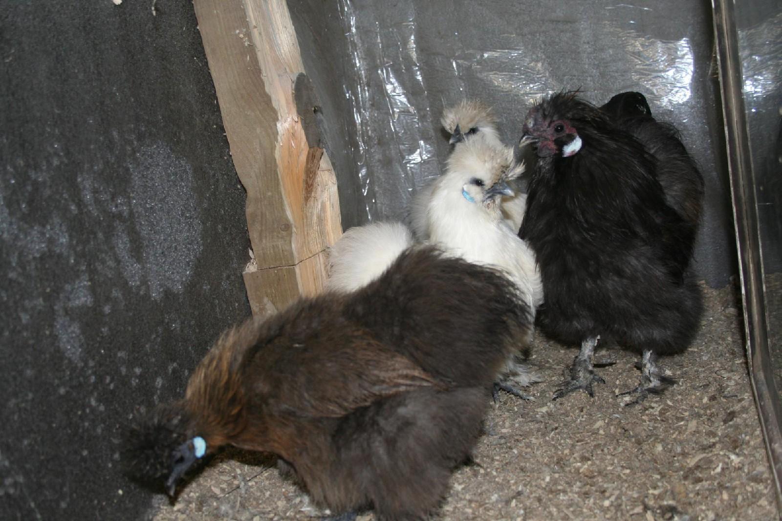 Цыплята КША и голландская белохохлая. - фотография № 2