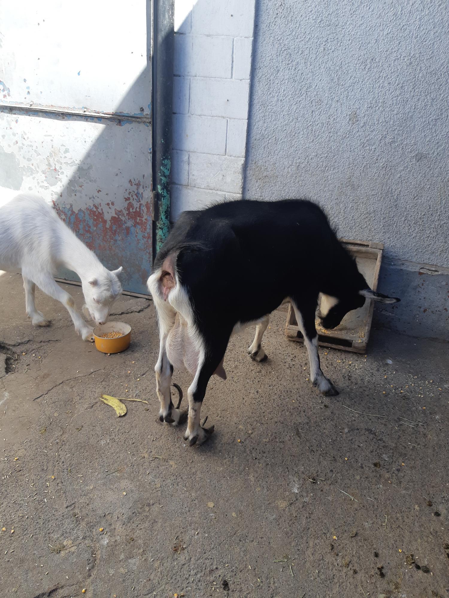 Молочная дойная коза - фотография № 5
