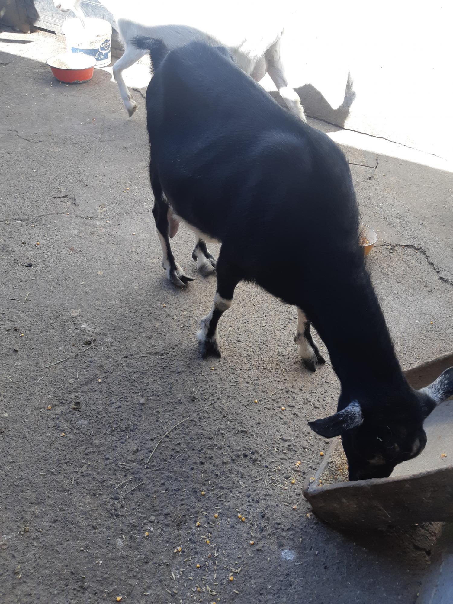 Молочная дойная коза - фотография № 6