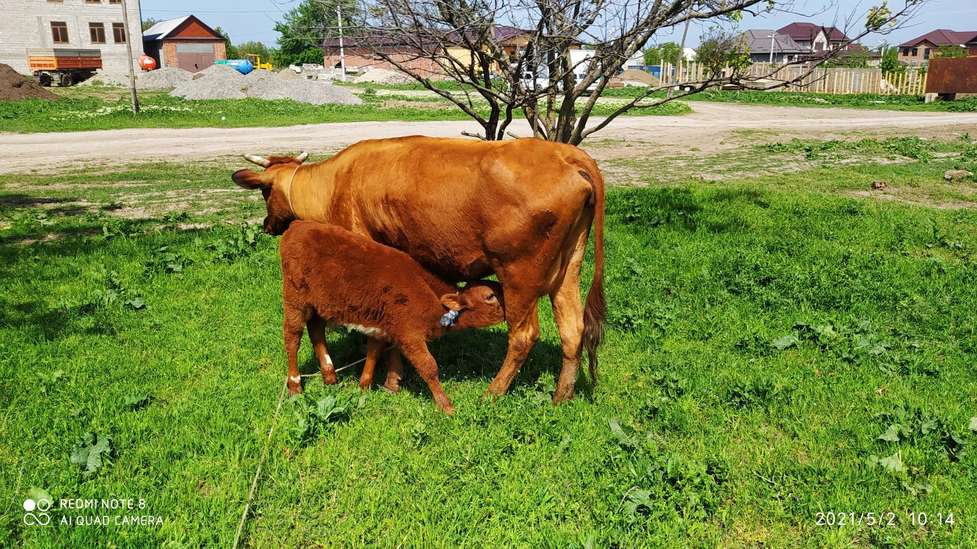 Корова с телёнком - фотография № 2