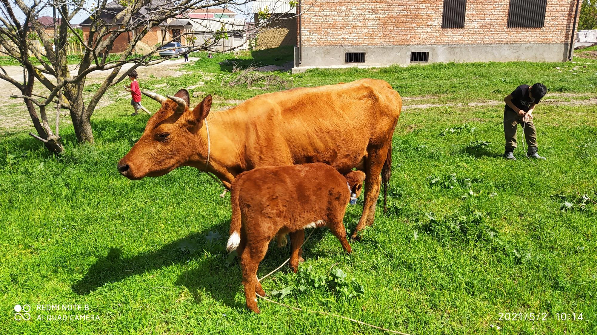 Корова с телёнком - фотография № 3