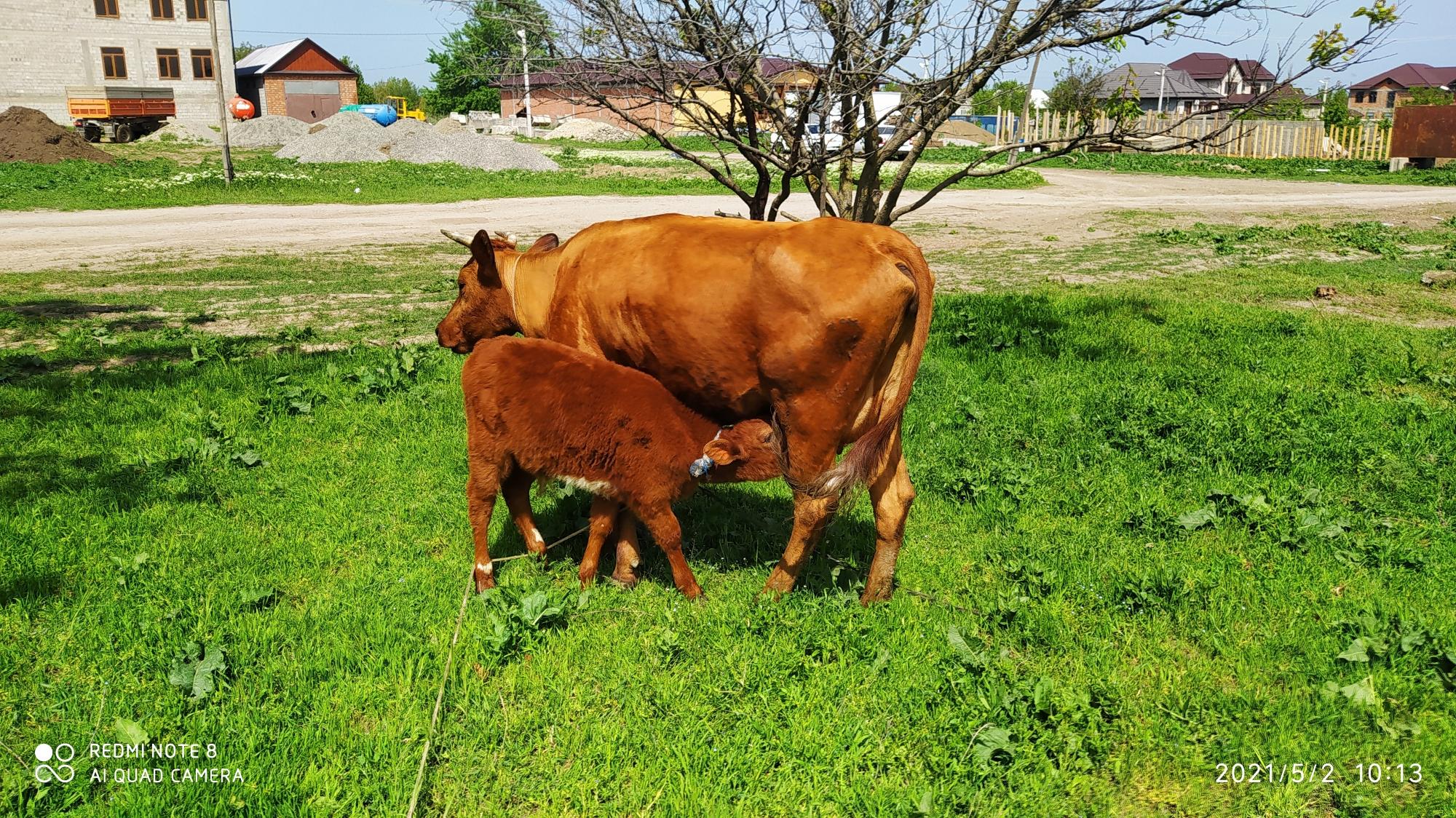 Корова с телёнком - фотография № 4