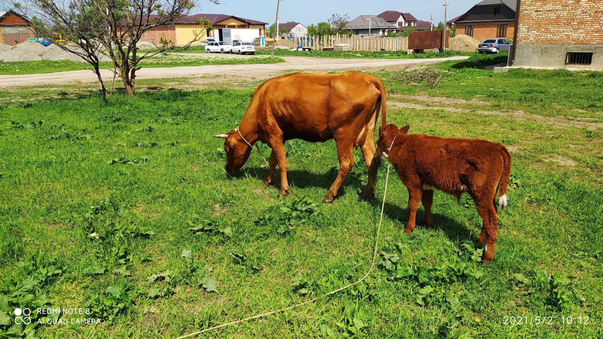 Корова с телёнком - фотография № 5