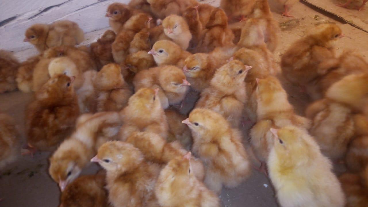 Цыплята ломан Браун курочки - фотография № 1