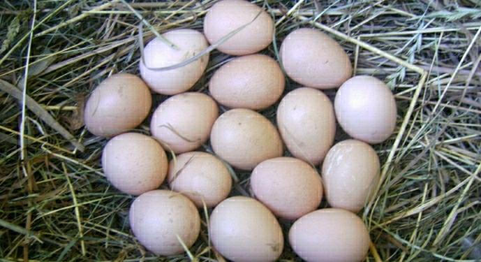 Инкубационные яйца цесарок - фотография № 2