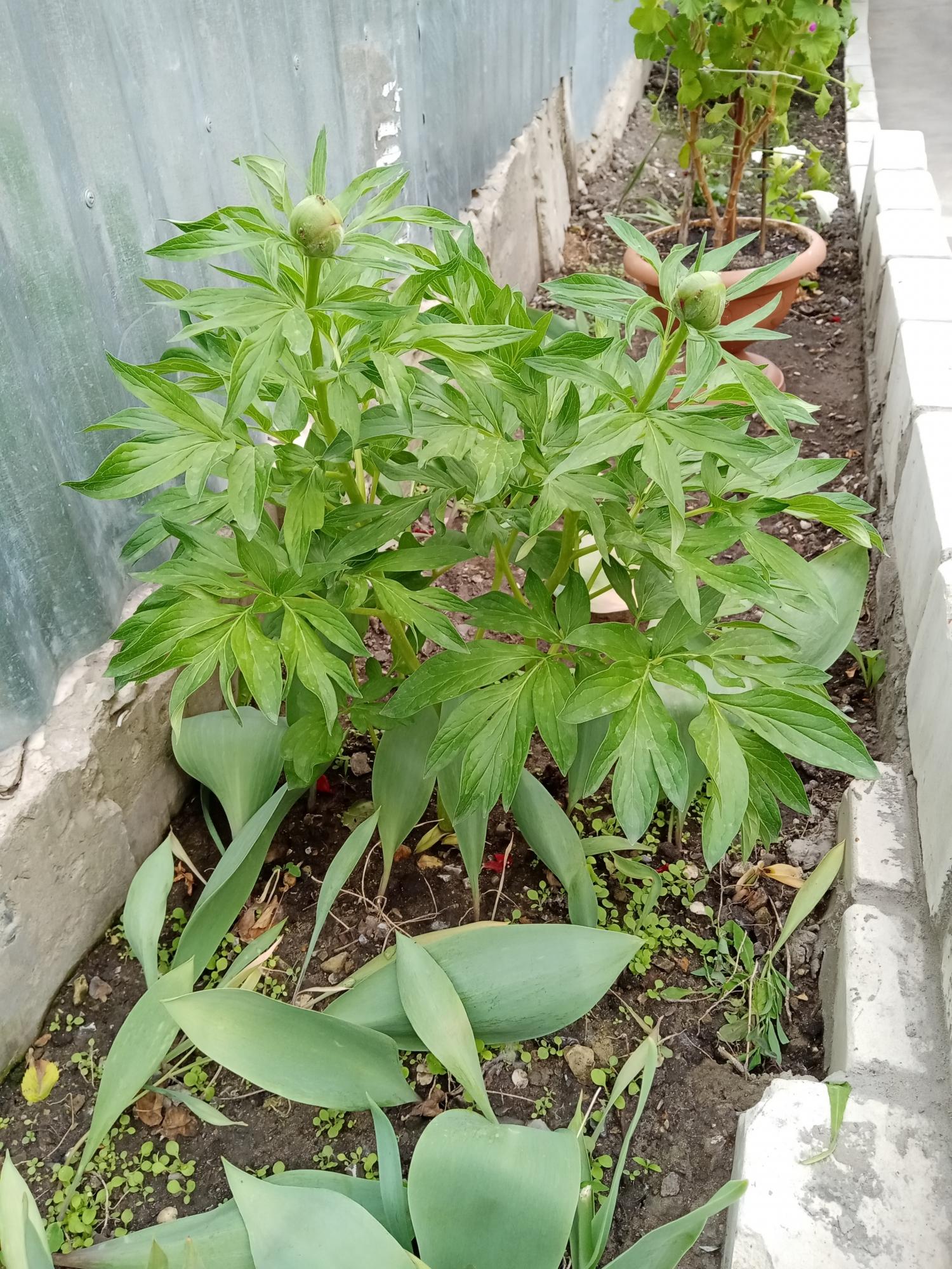 Где Купить Рассаду В Саратове