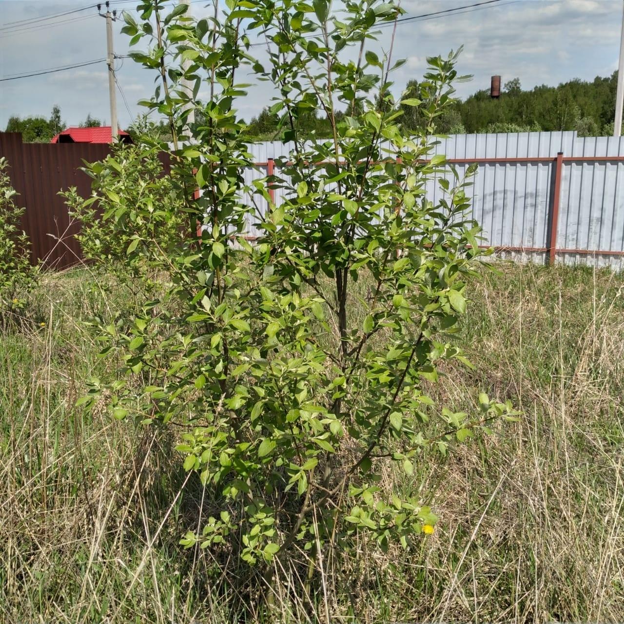 Купить Рассаду В Подмосковье В Розницу