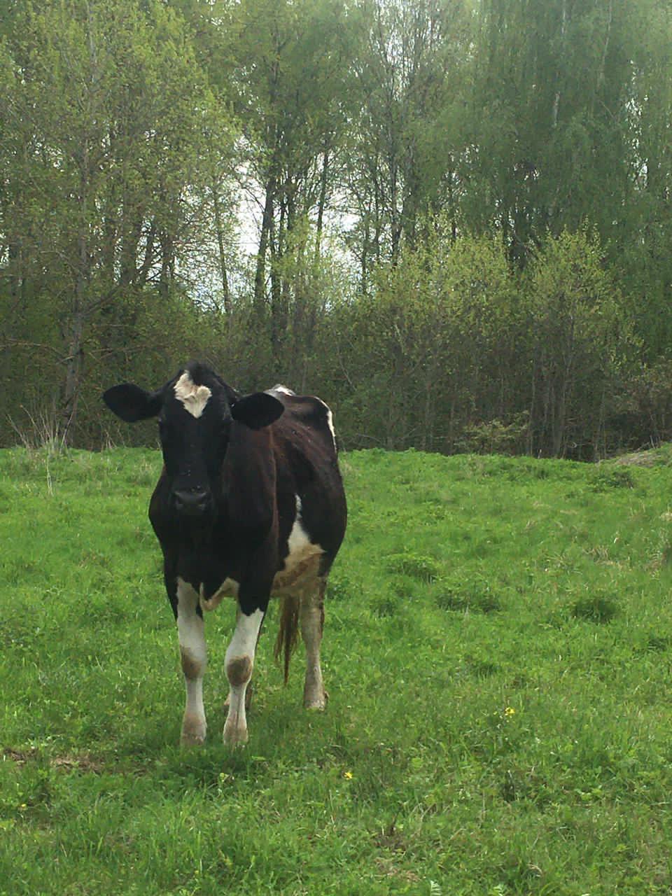 Коровы черно пестрые - фотография № 5