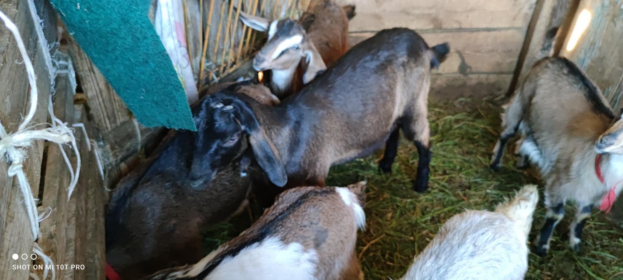 Англо-нубийские козы, козочки - фотография № 5