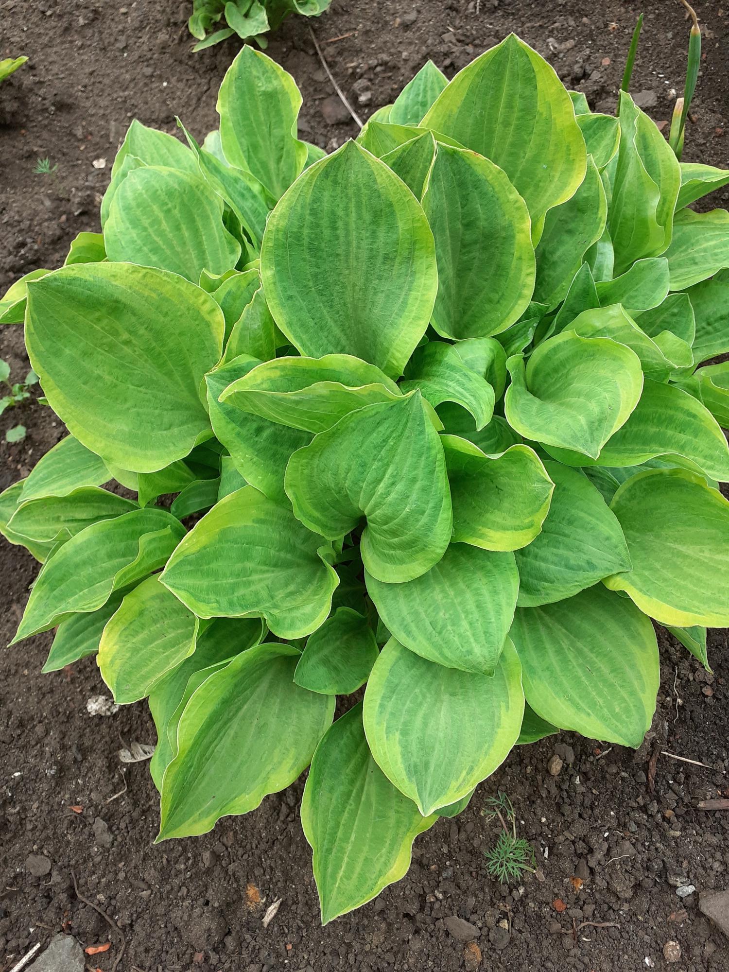 Hosta Funkia Mix С†РІРµС‚С‹