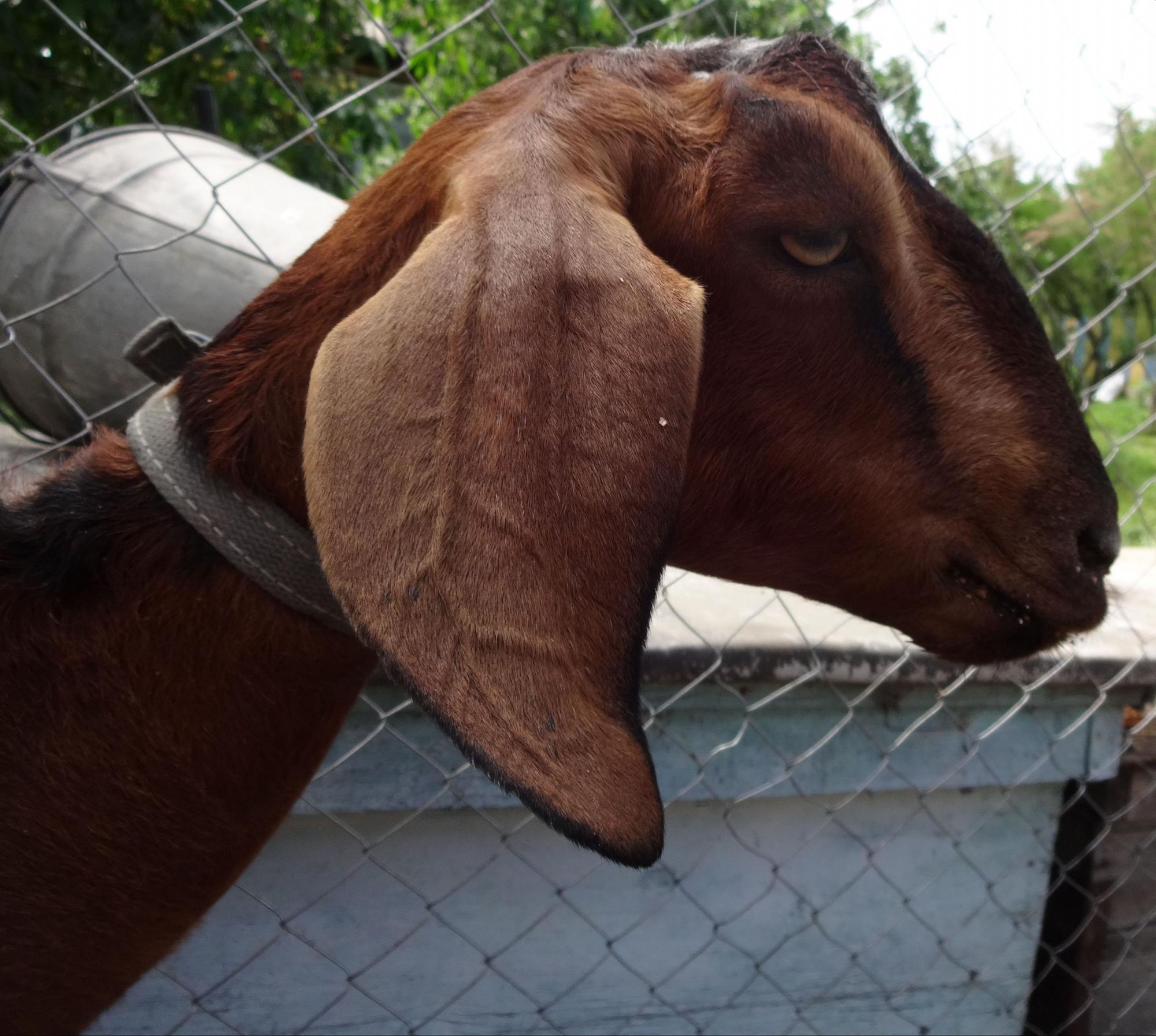 Дойные нубийские козы и ламанча - фотография № 3