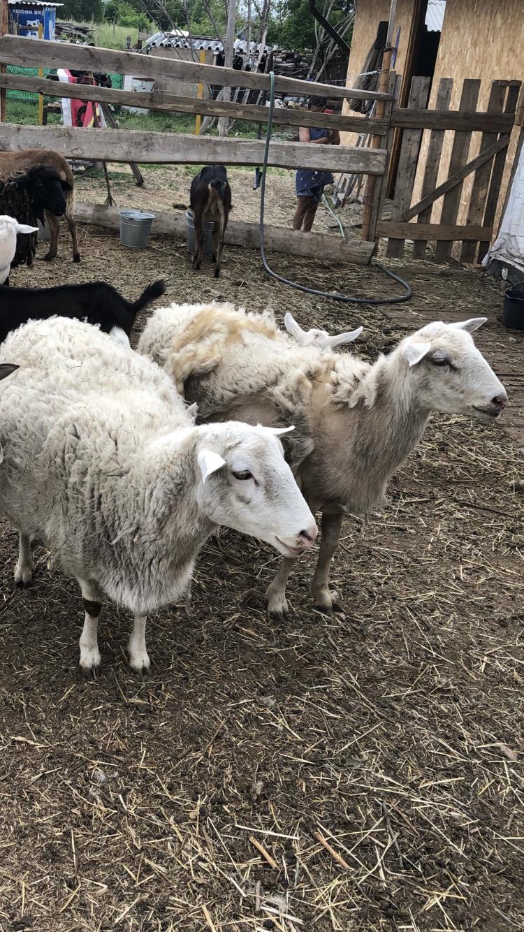 Катумские овцы - фотография № 2