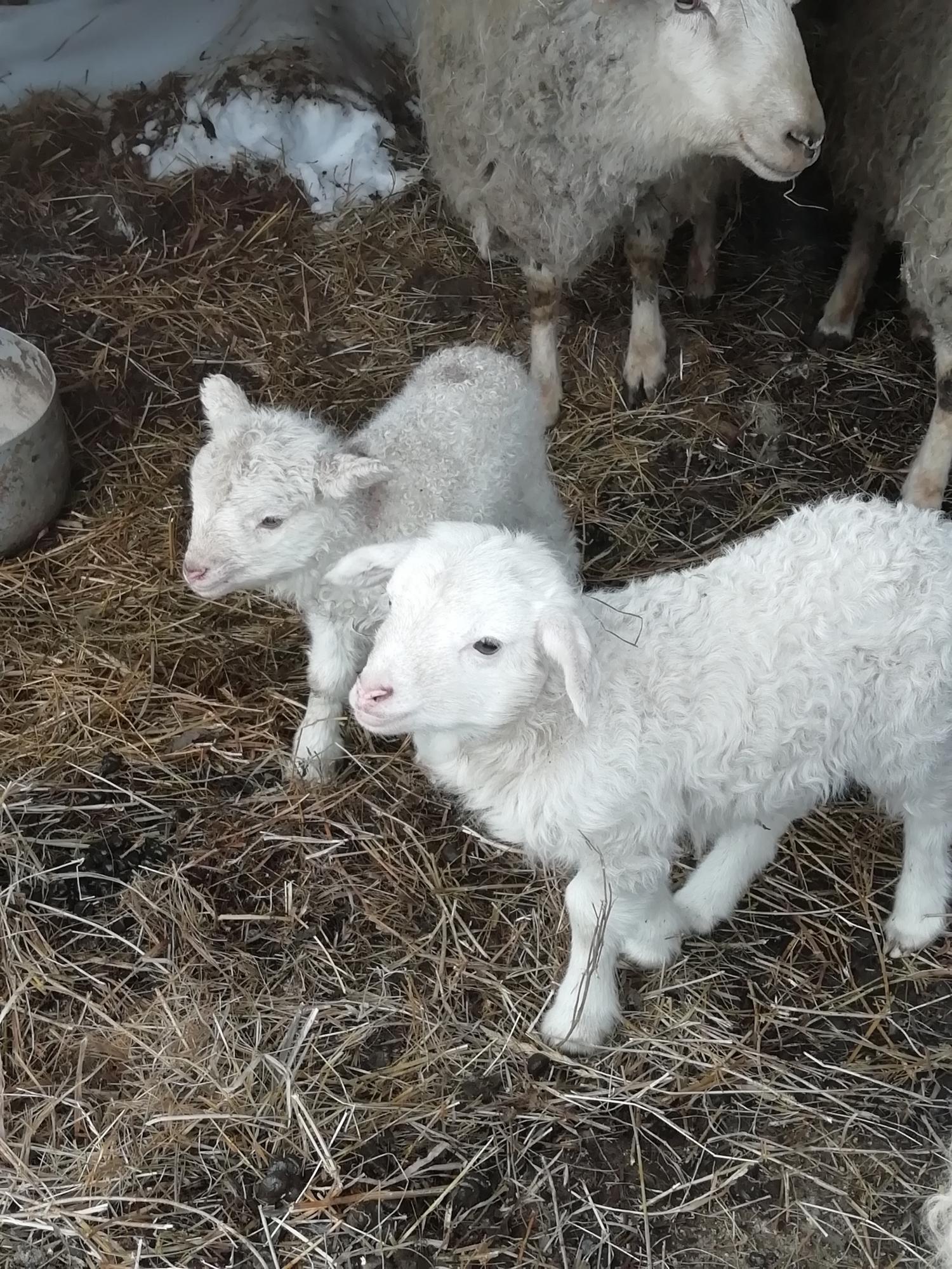 Продам овец, баранов, ягнат - фотография № 3