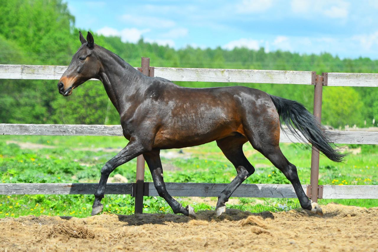Ахалтекинская лошадь продажа - фотография № 3