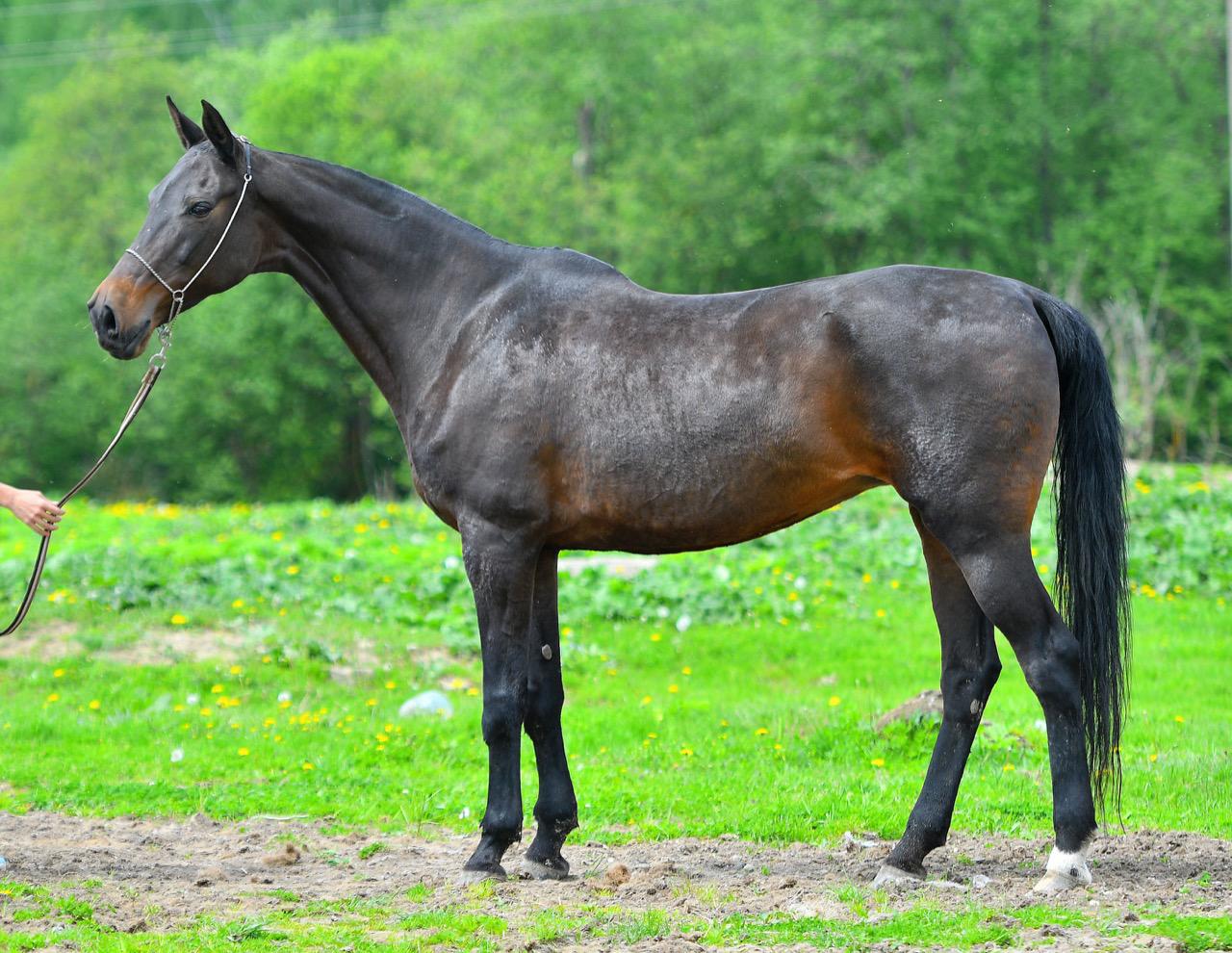 Ахалтекинская лошадь продажа - фотография № 4