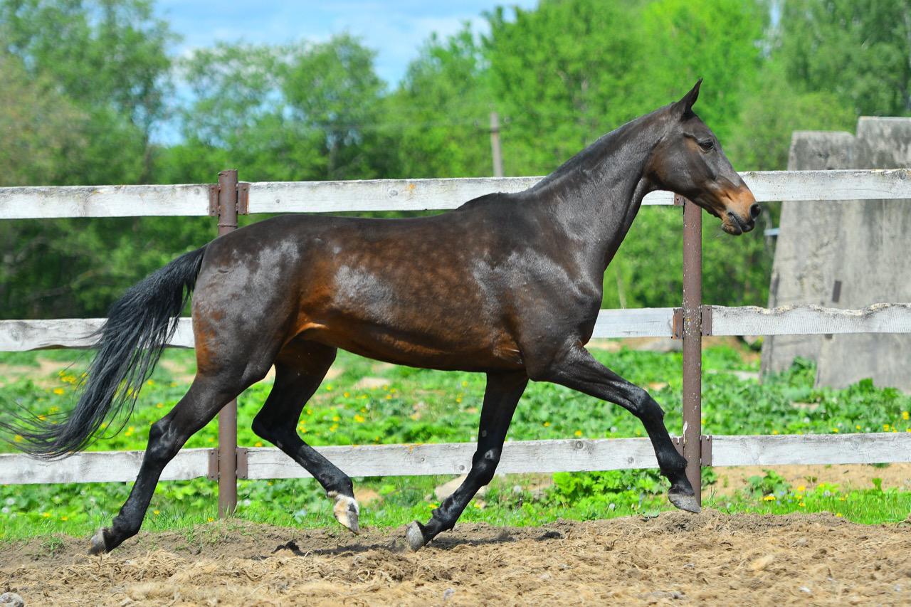 Ахалтекинская лошадь продажа - фотография № 5